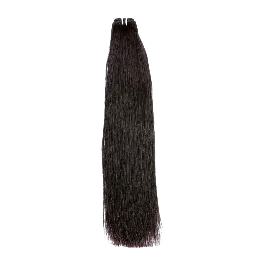 Virgin Burmese Straight